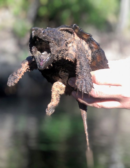 A juvenile Suwannee AST captured in the upper river