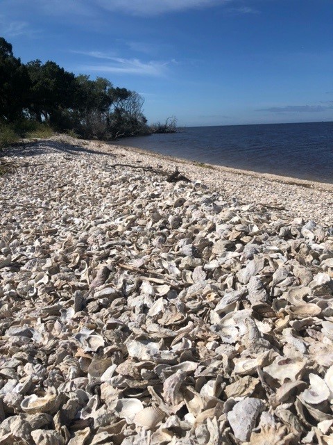 Shell fragments